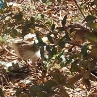 مرغ محلی4تا