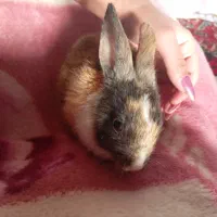 خرگوش|موش و خرگوش|اسفراین, |دیوار