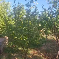 باغ نقلی با درختان بارده. اول هریس|فروش خانه و ویلا|خواجه, |دیوار