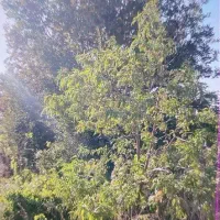 زمین 1000 متری باغ میوه سند تک برگ