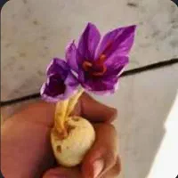 پیاز زعفران