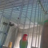 طوطی برزیلی مولد