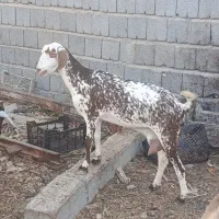 کهره نر و ماده