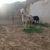 شیشک چهار دندون خال