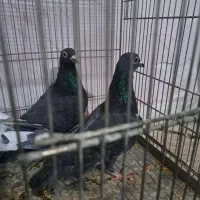 کبوتر پلاکی|پرنده|شاهین‌شهر, نظامی|دیوار