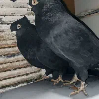 کبوتر زاغ نوک ریز اصل|پرنده|دهدشت, |دیوار