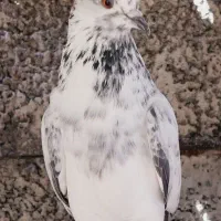 کبوتر پرشی تضمینی ماده درجه یک