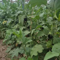 گلخانه سنتی|فروش دفتر صنعتی، کشاورزی، تجاری|فولادشهر, A2|دیوار