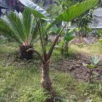 گل بابا آدم.وگل سیکاس در اندازه های متفاوت