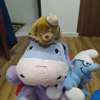 اسباب بازی و عروسک|اسباب‌‌بازی|رشت, دباغیان|دیوار