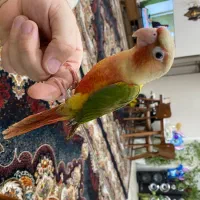 گرینچیک جوجه