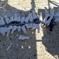 فروش گله طوقی