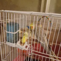 جوجه عروس هلندی زیبا