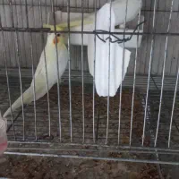 جوجه عروس هلندی دونخور یکجا و تکی|پرنده|آستارا, |دیوار