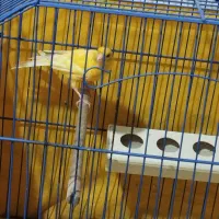 ماده قناری|پرنده|امیدیه, |دیوار