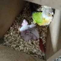 گرینچیک یلوساید مولدواقعی|پرنده|قائمشهر, |دیوار