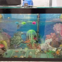 آکواریوم|ماهی|سنندج, |دیوار