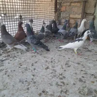 دسته کفتری پلاکی ۲۲تای