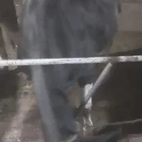 فروش ۲عدد گوساله|حیوانات مزرعه|قیدار, |دیوار