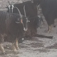 ۱عدد بزغاله نر خلج مناسب داشت کشتار