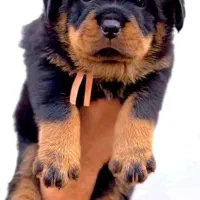 واگذاری سگ توله روتوایلر اصیل نگهبان