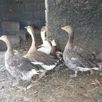 غاز