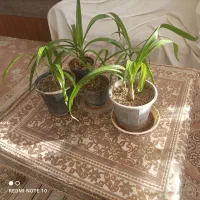 گل سوسن|گل و گیاه طبیعی|یزد, |دیوار