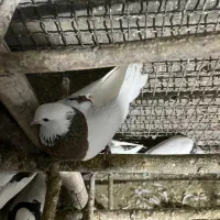 طوقی|پرنده|همدان, |دیوار