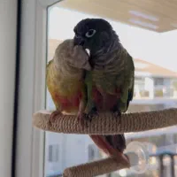 طوطی گرینچیگ پاراکیت