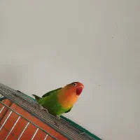 طوطی و عروس|پرنده|رفسنجان, |دیوار