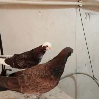 ابلغ