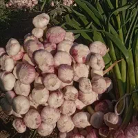 سیر