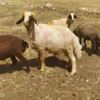 یه عدد ورن سنجابی فروش