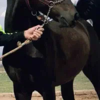 نریون درهشور