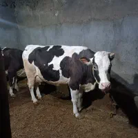 گاو آبستن درجه 1