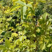 گل محمدی قنچه دار