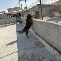 ۴عدد ماده قفقازی|سگ|پردیس, شهرک صنعتی کمرد|دیوار
