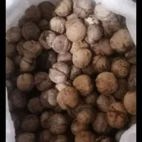 گردو چرب امسالی