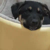 واگذاری توله سگ میکس (ژرمن و روت وایلر)