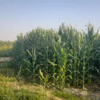 ذرت علوفه ۷۰۴ مغان .قابل برداشت تا ۲۰ آبان