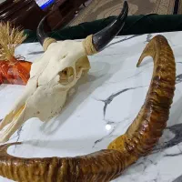 جمجمه گاو میش همراه با شاخ بزکوهی