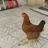 مرغ تخم گذار