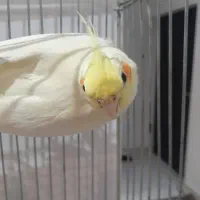 فروش عروس هلندی