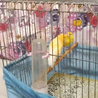 فروش یک جفت قناری نروماده پرتغالی