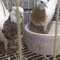 کبوتر طوقی پنج جفت