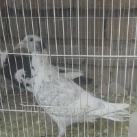 یک عدد سوسکی و مینا سیاه