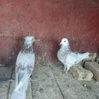 کفتر نرو ماده|پرنده|قم, کیوانفر|دیوار