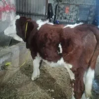 گوساله ماده شرابی اصل