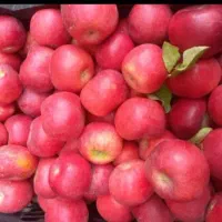 فروش سیب درختی