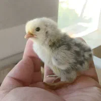 جوجه کوشین،سبرایت،برهما،سلطان